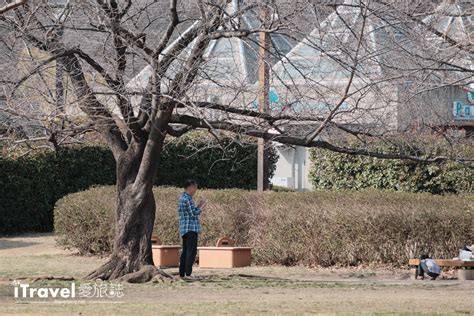 大橫木是什麼|大橫木是什麼意思 